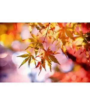 東北で紅葉を楽しもう！ 秋の観光スポットおすすめ5選