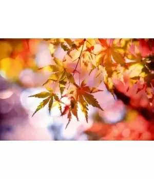 東北で紅葉を楽しもう！ 秋の観光スポットおすすめ5選