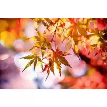 東北で紅葉を楽しもう！ 秋の観光スポットおすすめ5選