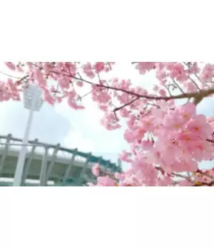 関東の穴場はどこ？ お花見におすすめのスポット7選