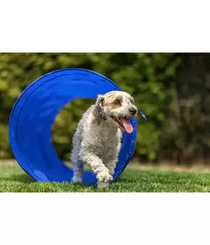 ペットと一緒に遊べる！ 関西でおすすめのお出かけスポット
