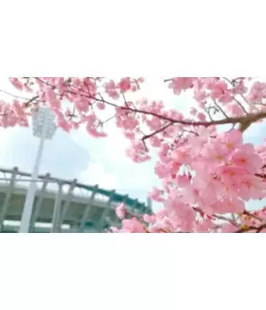 関東の穴場はどこ？ お花見におすすめのスポット7選