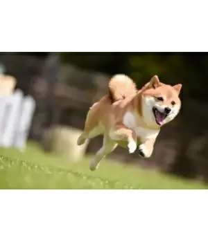 関東の穴場はどこ？ お花見におすすめのスポット7選