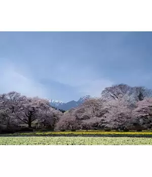今年は雪が多かったけど、そろそろ桜の季節が近づいてきました