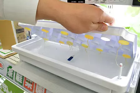 下部のプランター