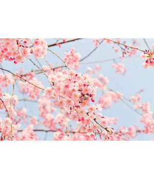 関東で春を満喫！四季折々のおすすめスポット4選