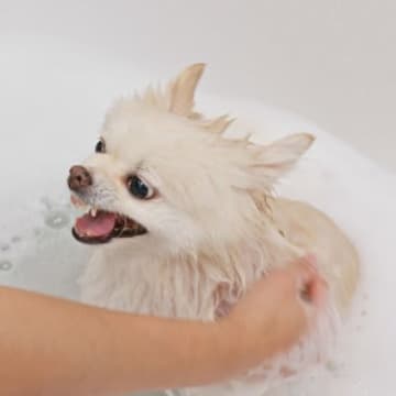 愛犬が水やお湯を嫌がる原因愛犬が水やお湯を嫌がることで困ることがあるとすれば、お散歩の後に汚れた手足...