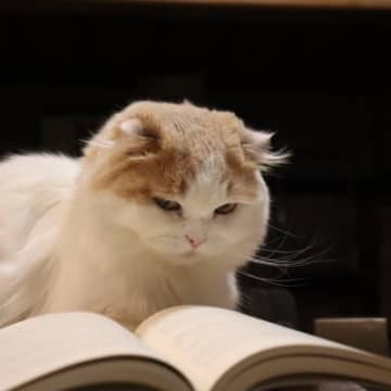 猫にまつわるカタカナ用語8選！1.プライモーディアルポーチプライモーディアルポーチとは、猫の下腹部に...