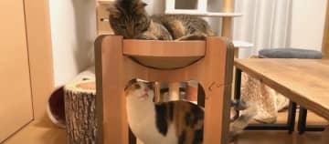 箱の中身は何かな～？ 出典：pocomo life 早速調査を始める猫ちゃんたち…って、そっちはただ...