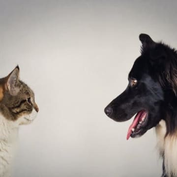 猫も犬のように異種間コミュニケーションのモデルとなれるだろうか犬と猫は私たち人間の人気を二分するポピ...