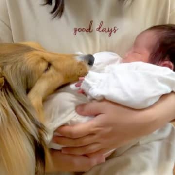 「シェルティ」の愛称で親しまれている、賢くて穏やかな犬種『シェットランドシープドッグ』。見た目の美し...