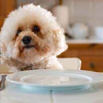 犬が人の真似をする理由『犬は飼い主に似る』などとよく言われますが、それは、犬が人の真似をするからなの...