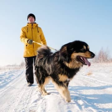 犬が「冬太り」しやすい理由私たち人間や犬などの哺乳類は、周囲の温度に影響されることなく体温を保つこと...