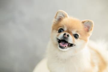 頭痛がしたり、体がだるかったりなど人が感じる体の不調は、犬にも起こっていることがあります。今回は、そ...