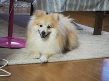かわいい愛犬の身に起きたホッコリする出来事。 引用元：＠wanwanelita 笑顔でこちらを見つめ...