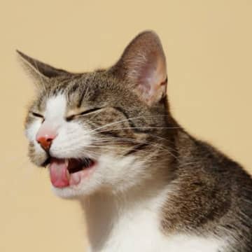 猫が吐く前に見せるサイン8つ1.口の周りをペロペロ舐める猫は吐く前に、しきりに口の周りを舐める行動を...