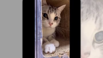 イケにゃんが獲物をロックオン♡猫が大好きすぎて 「猫に狩られたい！」 「猫のおめめにロックオンされて...