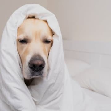 犬も寝不足に陥ると心身ともに悪影響が及ぶ人間が寝不足に陥るとさまざまな悪影響が現れるように、犬も寝不...