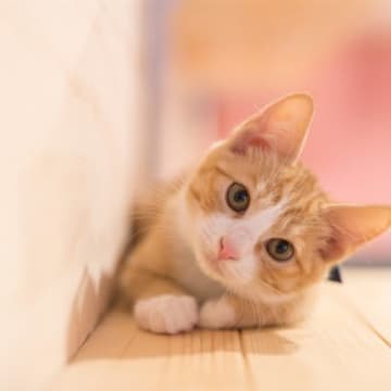 1.自然光を利用する明るいうちに撮影する場合は、蛍光灯の明かりは消して自然の光を活用すると、猫の魅力...