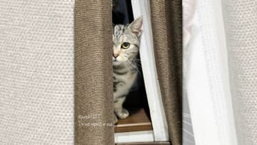 「ジト～」 そんな効果音が似合いそうな表情で飼い主さんを見つめている猫ちゃんが、Twitter民の注...