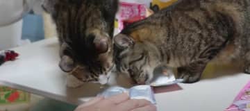 今日のおやつは…♪今回が初めてなのですが… 出典：リキちゃんねる【ネコのリキ】 ガーちゃんもゴマちゃ...