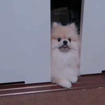 YouTubeチャンネル「もっちゃんねる/motchannel」に投稿されたのは、ポメラニアン・モチ...