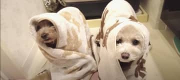 こちらはトイプードルの虎太郎くんと三桜ちゃん。お散歩から帰ってくると、ママさんがお風呂にお湯を張って...