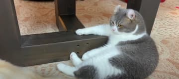 新入りの子猫ちゃんも加わって、にぎやかな日常を取り戻したファミリー。家長のもすけくんは大忙しです。 ...