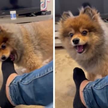 TikTokで話題になっているのは、リアクションが人間過ぎるポメラニアンさんのお姿！飼い主さんのまさ...