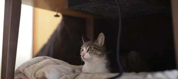 暗い、狭い、そして暖かい…三拍子揃ったこたつは、まさに猫ちゃんたちにうってつけ♡ 出典：MAKO0M...