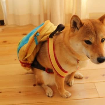 愛犬を友人や家族に預ける時に必ずすべき準備年末年始などで予定が忙しくなると、どうしても愛犬を友人や家...