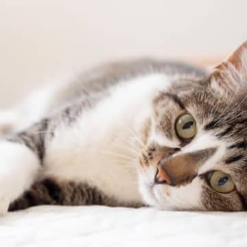1.猫がネズミに騙されたから猫が十二支に入っていない理由はいくつか説があると言われています。その中で...