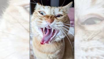 普段の姿はどこへやら…猫は私達に様々な表情を見せてくれて飽きませんよね。 今回ご紹介する「ぷりん」ち...