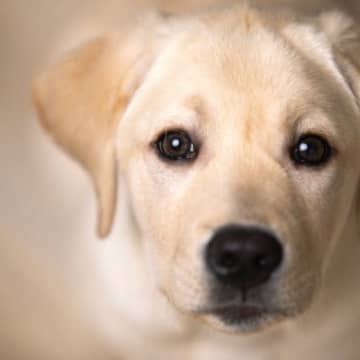 犬とオオカミの瞳の色を比較動物の目は種によってさまざまな違いがあります。それらの違いは、コミュニケー...