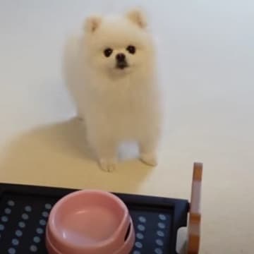 真っ白ふわふわポメラニアン、「マヨ」ちゃんは飼い主さんと共にワンちゃん専門のケーキ屋さんへとやってき...