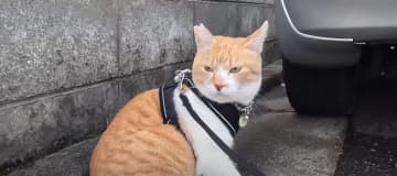 ごはんは食べたばかりだけど、おやつは別腹！ 出典：元野良猫チャチャとR me 今から1時間かけて朝の...