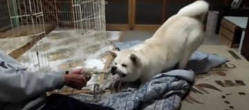 お気に入りのおもちゃをくわえているのは、秋田犬の「ゆうき」くん。寒くなってきたので、体を動かそうとパ...
