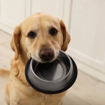 犬がご飯を催促している時に見せる行動や仕草犬は一日の中で、食事の時間が大好きです。なので、飼い主さん...