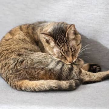 猫の体にでる白い粉の正体は「フケ」猫の体に白い粉がついているとびっくりするかもしれませんが、その白い...