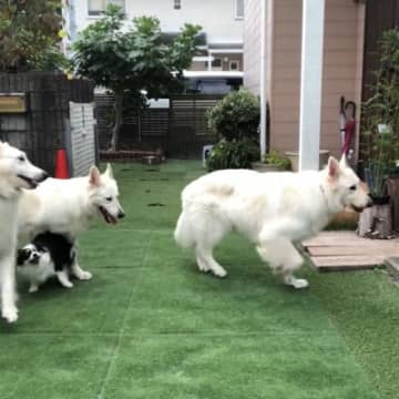 YouTubeチャンネル「わんこチャンネル[多頭飼いパラダイス]」に投稿されたのは、大型犬3匹＋小型...
