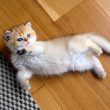 1.安心している猫が「へそ天」をする心理のひとつとして、その場所に安心感を抱いていることが挙げられま...