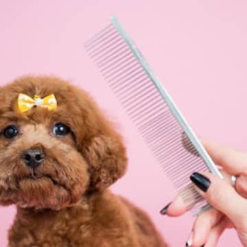 買うべきではない「犬用品」とはネットショップでは多種多様な商品があり、今ではドッグフードやリード、カ...