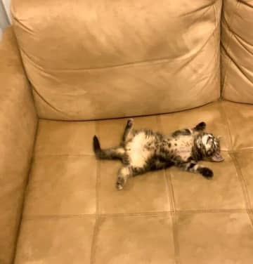 子猫の見事なくつろぎっぷりが可愛らしい！ 引用元：@cat_anko3 紹介するのは、X（旧Twit...