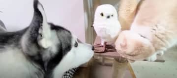 ハスキーの「はっちゃん」とにゃんこの「じゅんちゃん」。飼い主さんが新しいお友達フクロウさんを連れてき...