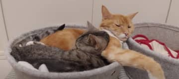 隣同士で猫ベッドが並んでいるのに… 出典：猫のいる生活 Life with Cats なぜかひとつの...