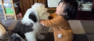生後2ヵ月のオールドイングリッシュシープドッグの「むぅむぅ」くんは、先住犬のシュシュちゃんのそばでイ...