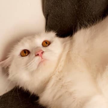 1.動物病院を受診する野良猫を保護したら、まずは動物病院に行きましょう。 怪我をしていたり衰弱してし...