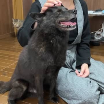 YouTubeチャンネル「甲斐犬一休と猫のしずくと僕のチャンネル」に投稿されたのは、甲斐犬・一休くん...