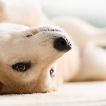 犬が「仲良くなりたい」と思っている時に見せる行動犬から「仲良くなりたい」と思われるなんて、犬好きにと...