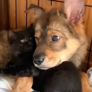 保護されて里親さんとのご縁を待つ野犬の子犬は、新しい環境にまだ緊張気味。ケージに閉じこもって出てこな...